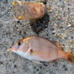ライトカゴ釣りのタックルと釣り方