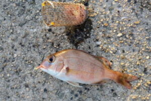 ライトカゴ釣りのタックルと釣り方