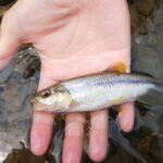 カワムツのルアー釣り仕掛けと釣り方【カワムツング】