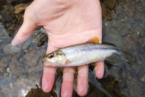 カワムツのルアー釣り仕掛けと釣り方【カワムツング】