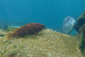 冬にキジハタを狙うなら直リグ仕掛け!ポイントは?【アコウ】