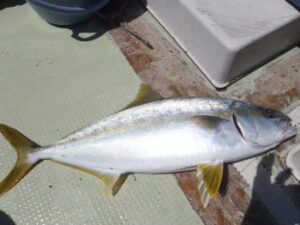 ヒラマサ釣りの時期・時間帯