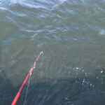 マコガレイの仕掛けと釣り方【東京湾】