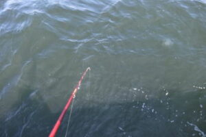 マコガレイの仕掛けと釣り方【東京湾】