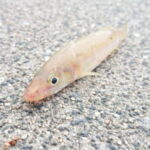 キスのちょい投げ仕掛けと釣り方