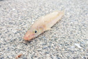 キスのちょい投げ仕掛けと釣り方