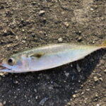 サバ釣りの時期と時間帯