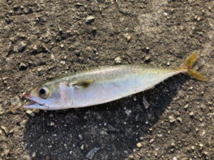 サバ釣りの時期と時間帯