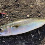 サバのショアジギングタックルと釣り方