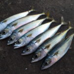 サバのルアー釣り仕掛けと釣り方【サバング】