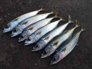 サバのルアー釣り仕掛けと釣り方【サバング】