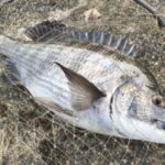チヌのウキ釣り仕掛けと釣り方