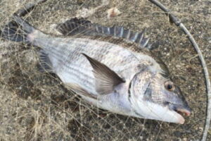 チヌのウキ釣り仕掛けと釣り方