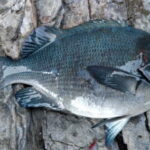 寒グレ釣り仕掛けと釣り方!タナは?