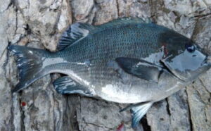 寒グレ釣り仕掛けと釣り方!タナは?