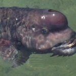 コブダイのフカセ仕掛けと釣り方・エサ