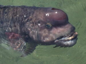 コブダイのフカセ仕掛けと釣り方・エサ