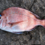 マダイのショアジギングタックルと釣り方