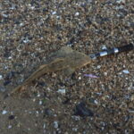 マゴチのショアジギングタックルと釣り方