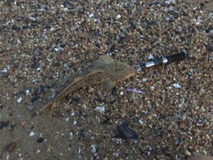 マゴチのショアジギングタックルと釣り方