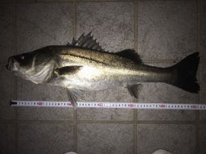 シーバスのシャコパターンのタックルと釣り方