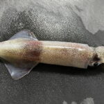 ヤリイカのウキ釣り仕掛けと釣り方