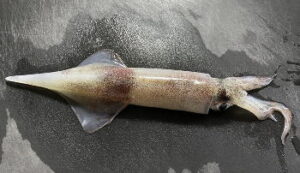 ヤリイカのウキ釣り仕掛けと釣り方