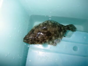 【夏ヒラメ釣り】船釣りの仕掛けと釣り方