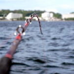 カンパチの泳がせ釣り仕掛けと釣り方