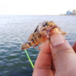 カサゴの船釣り!東京湾での仕掛けやエサは?