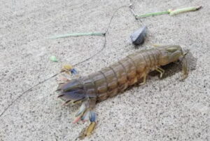 シャコ釣りの仕掛けと釣り方・エサ