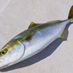 タテ釣りの仕掛けと釣り方【縦釣り】