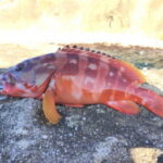 アカハタ釣りの時期は?
