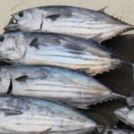 カツオ釣りの時期
