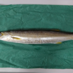 【相模湾】カマスの船釣り仕掛けと釣り方