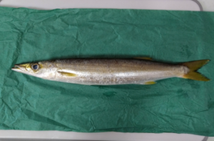 【相模湾】カマスの船釣り仕掛けと釣り方