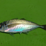 アジの船サビキ仕掛けと釣り方