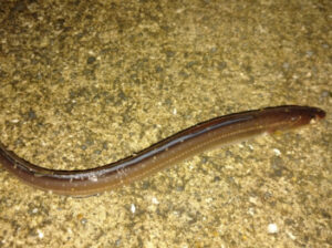 アナゴの夜釣りのコツとエサ