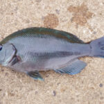 グレのカゴ天秤釣り仕掛けと釣り方【シラサエビ】