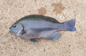 グレのカゴ天秤釣り仕掛けと釣り方【シラサエビ】