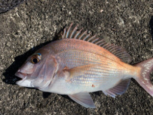 マダイの堤防でのフカセ釣り仕掛けと釣り方