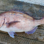 船のフカセ釣り仕掛けと釣り方