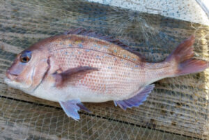 船のフカセ釣り仕掛けと釣り方