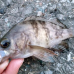 夏メバル(メバリング)の狙い方!ポイント選びや釣り方のコツ