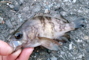 夏メバル(メバリング)の狙い方!ポイント選びや釣り方のコツ