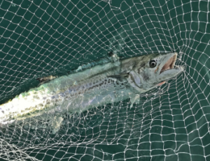 【大阪湾】サワラキャスティングの仕掛けと釣り方