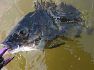 【東京】チヌの落とし込みポイント(釣り場)のおすすめ