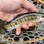 ヤマメ釣りのルアータックルと釣り方