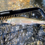 鮎のルアー釣りタックルと釣り方【アユイング】