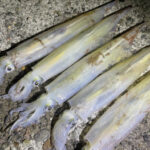 ヤリイカ釣りの時期